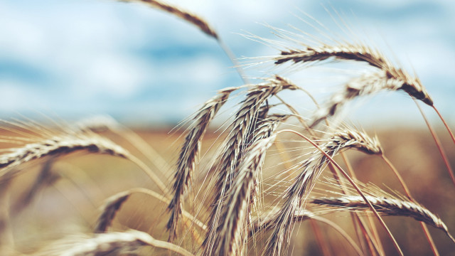 Wheat field blue sky clouds #8 free wallpaper for desktop - medium preview image
