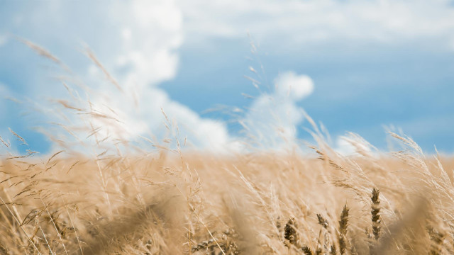 Wheat field blue sky clouds #10 free wallpaper for desktop - medium preview image