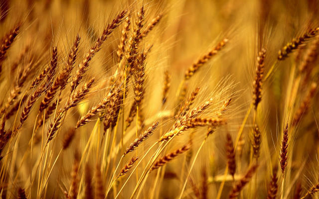 Wheat closeup blurry background stalks #2 free wallpaper for desktop - medium preview image