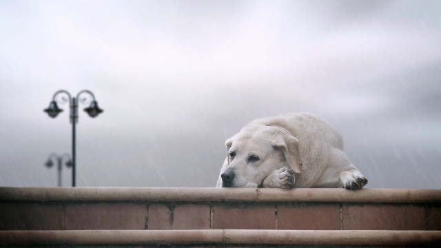 Dog laying ledge rain head free wallpaper for desktop - medium preview image