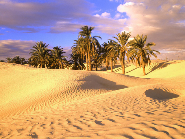 Sandy palm trees clouds background free wallpaper for desktop - medium preview image