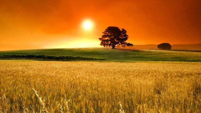 Field grass tree red sky free wallpaper for desktop - medium preview image