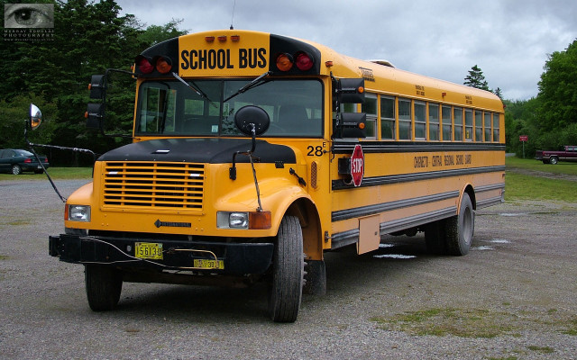 School bus parking lot trees free wallpaper for desktop - medium preview image