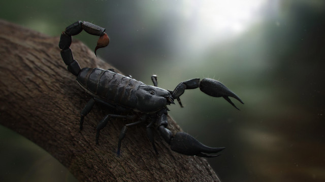 Scorpion tree branch claws crab free wallpaper for desktop - medium preview image