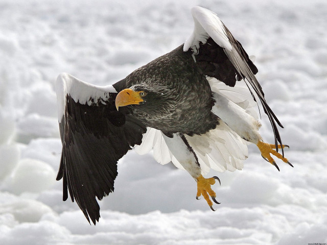 Large bird flying snow covered #2 free wallpaper for desktop - medium preview image