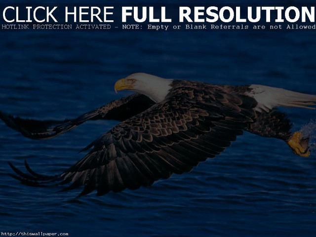 Bald eagle flying ocean landing free wallpaper for desktop - medium preview image