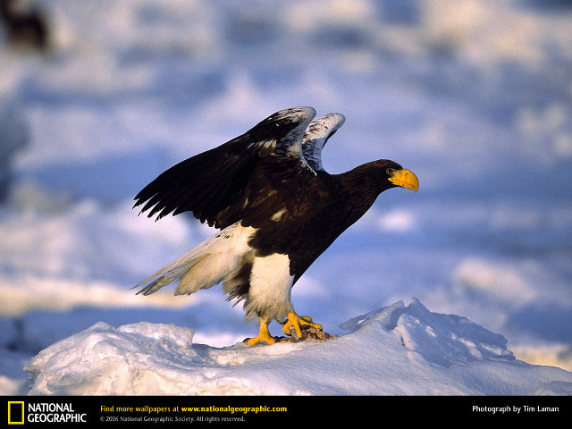 Bald eagle wings spread perched free wallpaper for desktop - medium preview image