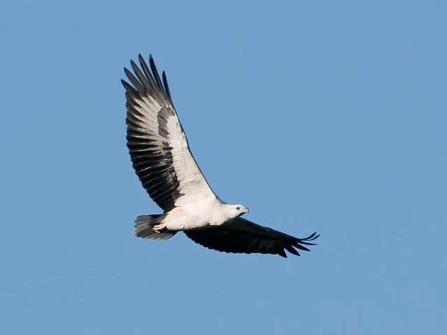 Large bird flying blue sky #12 free wallpaper for desktop - medium preview image