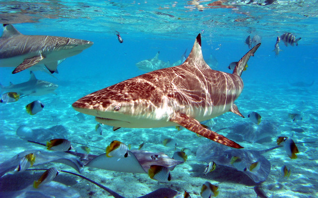 Large shark ocean fish man free wallpaper for desktop - medium preview image