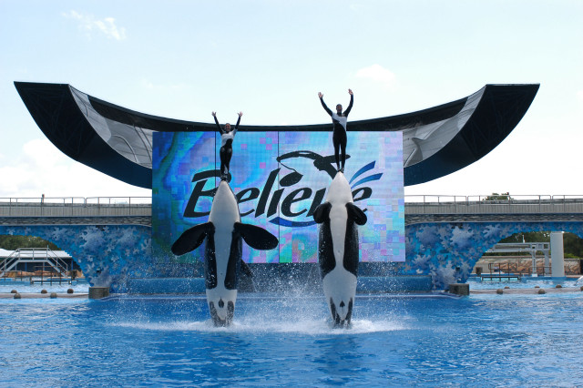 Orca jumping pool pepsi billboard free wallpaper for desktop - medium preview image
