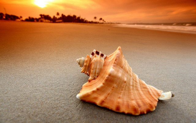 Shell beach sunset person walking free wallpaper for desktop - medium preview image