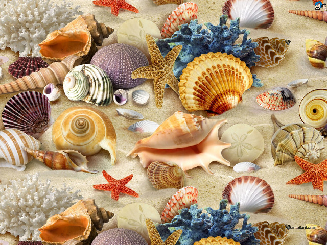 Seashells starfish beach sand water free wallpaper for desktop - medium preview image