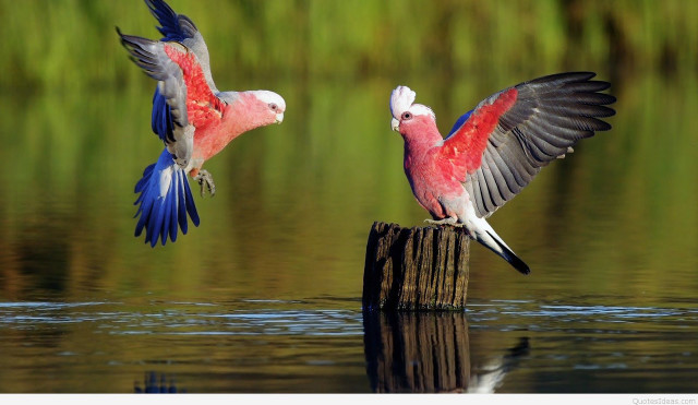 Birds post water flying away free wallpaper for desktop - medium preview image