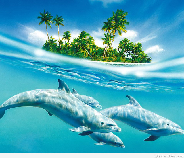 Dolphins swimming ocean island palm free wallpaper for desktop - medium preview image