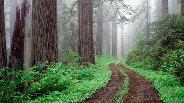 Dirt road forest tall trees free wallpaper for desktop - medium preview image