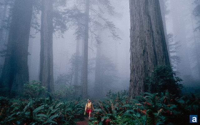 Person walking foggy forest tall free wallpaper for desktop - medium preview image