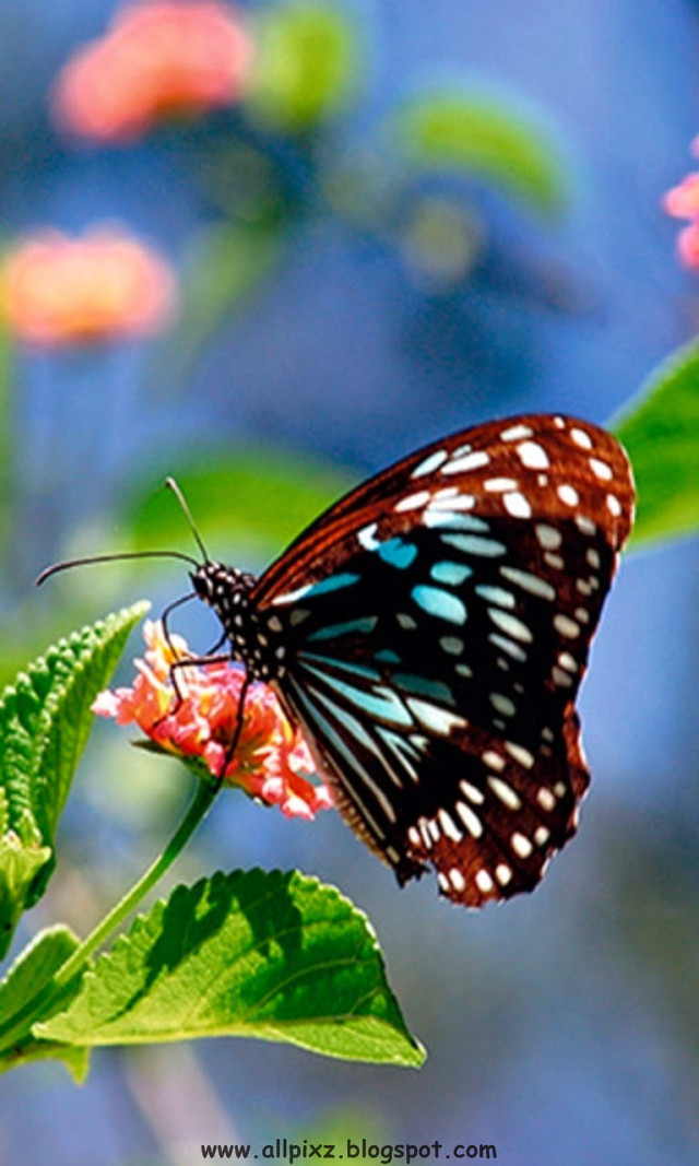 Butterfly flower blue sky green free wallpaper for mobile - medium preview image