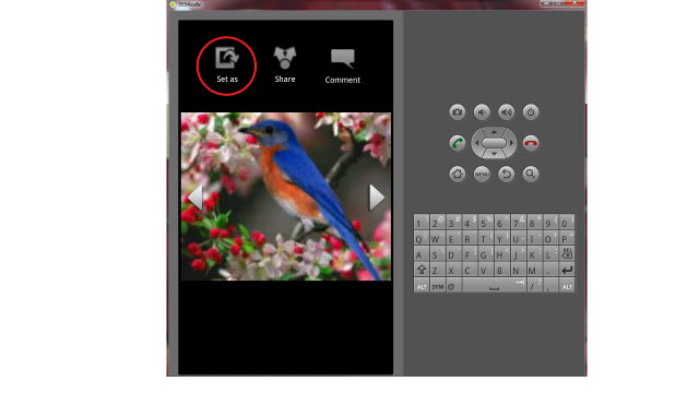 Cell phone bird picture keyboard free wallpaper for desktop - medium preview image