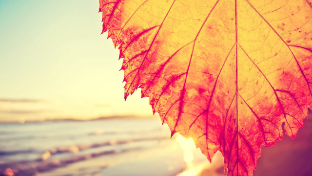 Leaf water sunset autumn ocean free wallpaper for desktop - medium preview image