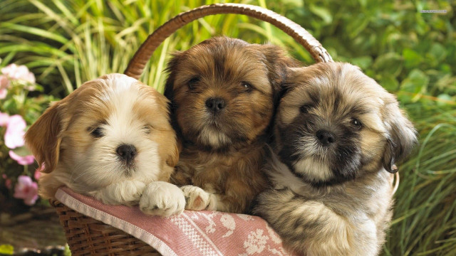 Three puppies basket grass flowers #3 free wallpaper for desktop - medium preview image