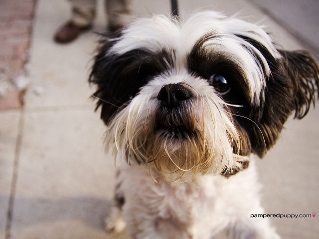 Small dog black white face #2 free wallpaper for desktop - medium preview image