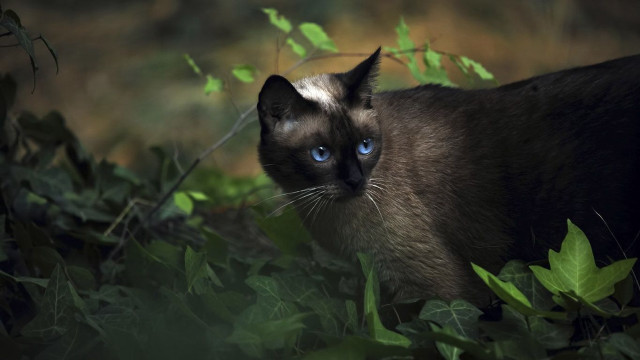 Cat blue eyes grass bushy free wallpaper for desktop - medium preview image