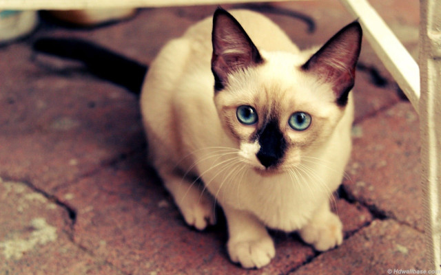 Blue eyes cat under table free wallpaper for desktop - medium preview image