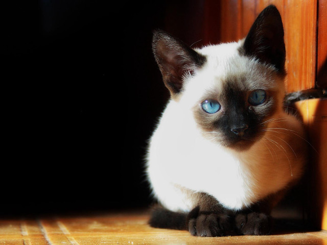 Cat blue eyes wooden floor free wallpaper for desktop - medium preview image