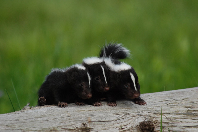 Skunks sitting log grass background free wallpaper for desktop - medium preview image