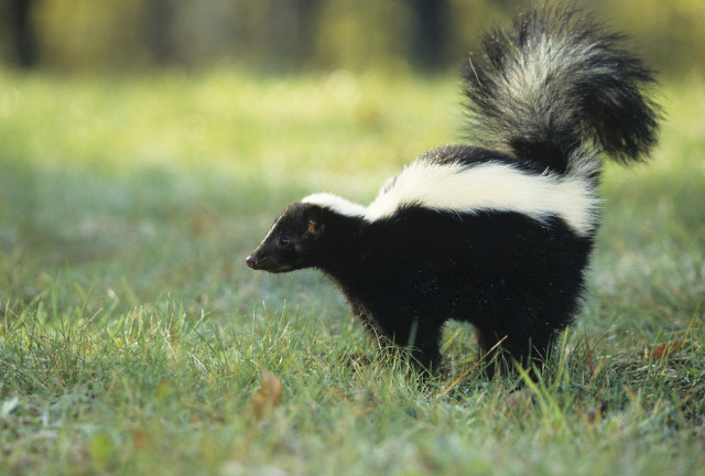 Skunky animal walking grassy field free wallpaper for desktop - medium preview image