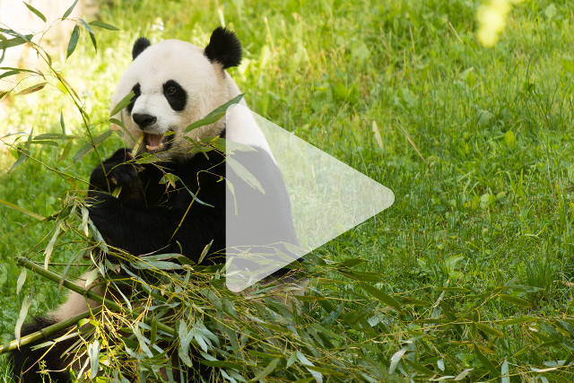 Panda bear eating bamboo field free wallpaper for desktop - medium preview image