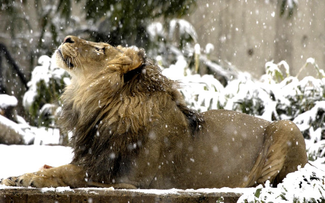 Lion laying snow mouth open free wallpaper for desktop - medium preview image