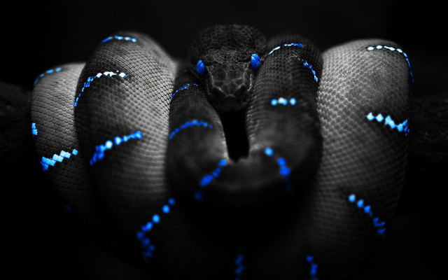 Blue black snake head turned #7 free wallpaper for desktop - medium preview image