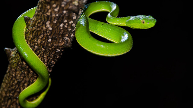 Green snake cobra branch macro free wallpaper for desktop - medium preview image