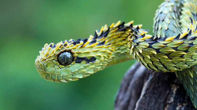 Snake closeup treebranch blurry background free wallpaper for desktop - medium preview image