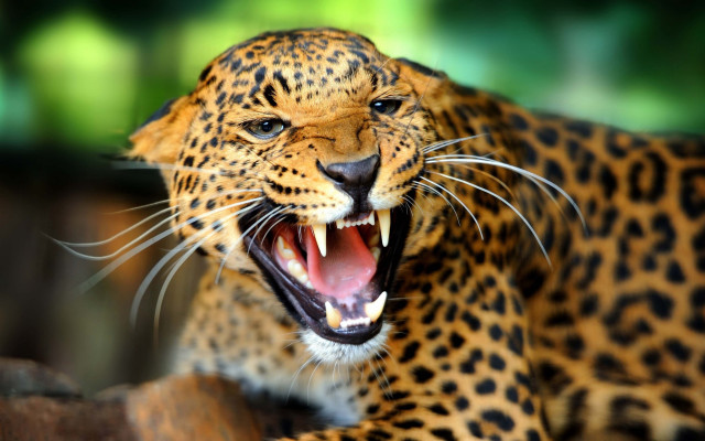 Leopard mouth open teeth bared #2 free wallpaper for desktop - medium preview image