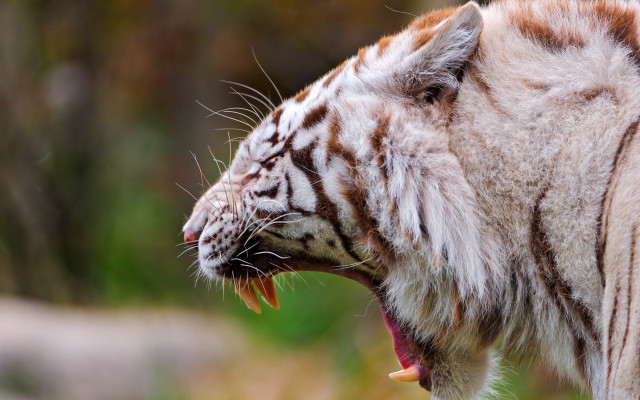 White tiger mouth open showing free wallpaper for desktop - medium preview image