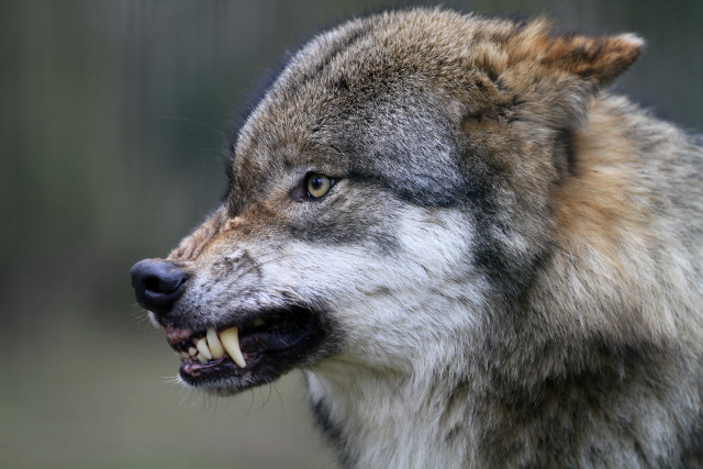 Wolf mouth open teeth wide free wallpaper for desktop - medium preview image