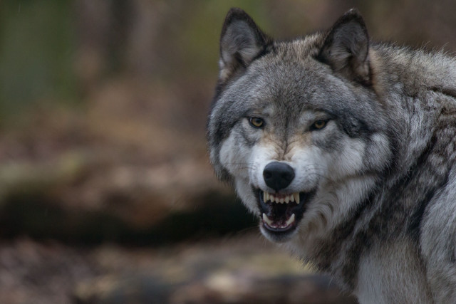 Wolf mouth open teeth wide #2 free wallpaper for desktop - medium preview image