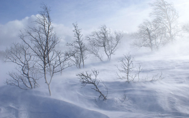 Person skiing snowy forest foggy free wallpaper for desktop - medium preview image