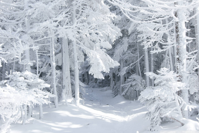Skier snowy forest winter mountain free wallpaper for desktop - medium preview image