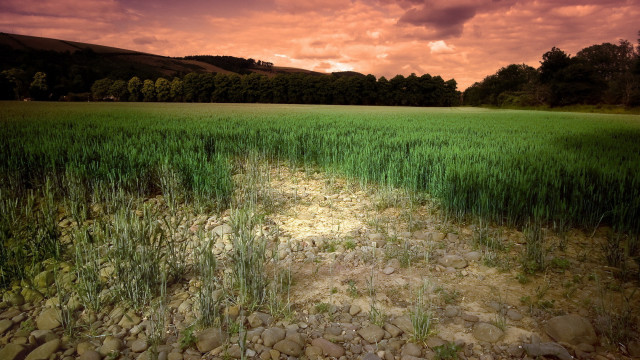 Field rocks grass red sky free wallpaper for desktop - medium preview image