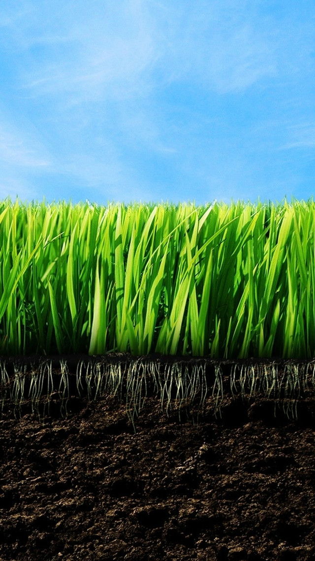 Green grass field blue sky free wallpaper for mobile - medium preview image