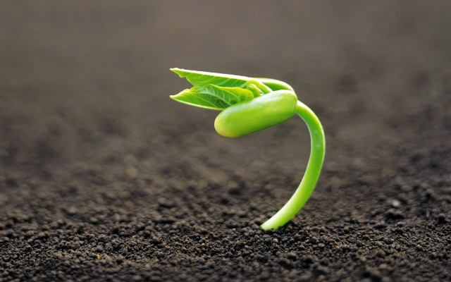 Green plant sprouting ground fork free wallpaper for desktop - medium preview image
