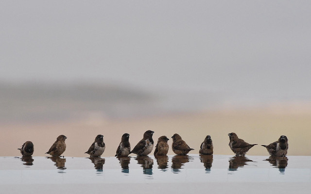 Birds standing water cloudy day free wallpaper for desktop - medium preview image