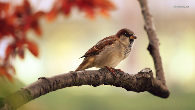 Bird branch tree red leaves #2 free wallpaper for desktop - medium preview image