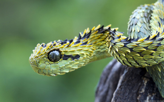 Snake cobra branch hyperrealistic detailed free wallpaper for desktop - medium preview image