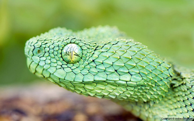 Green snake round hole head free wallpaper for desktop - medium preview image