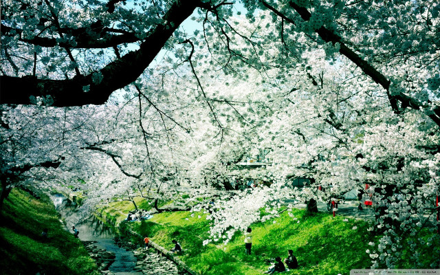 People walking path river tree free wallpaper for desktop - medium preview image