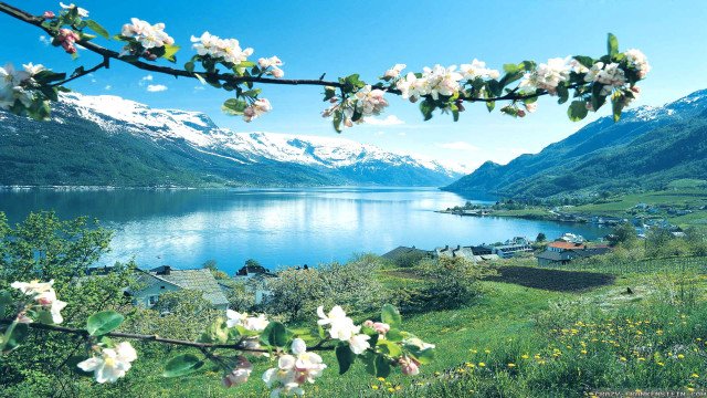 Lake mountains flowers town snow free wallpaper for desktop - medium preview image